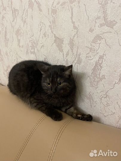 Кошечка от сиамских родителей