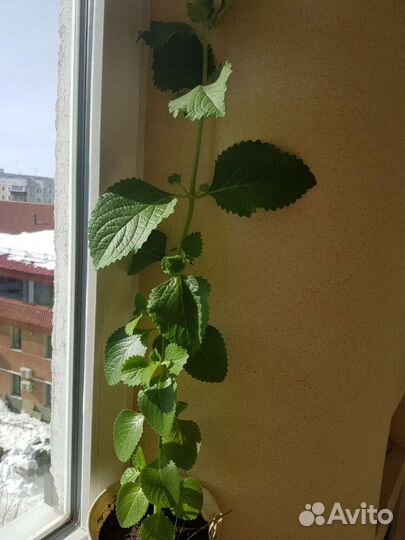 Комнатная мята