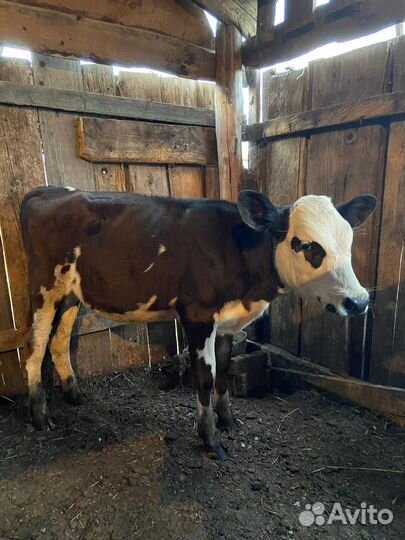 Коровы, телята