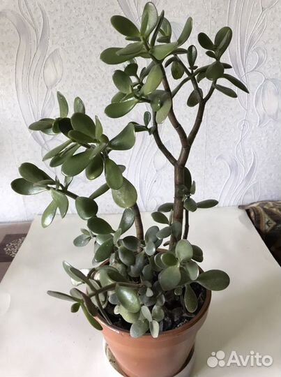 Лекарственные комнатные цветы