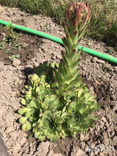 Молодило гибридное Mahogany (Каменная роза)