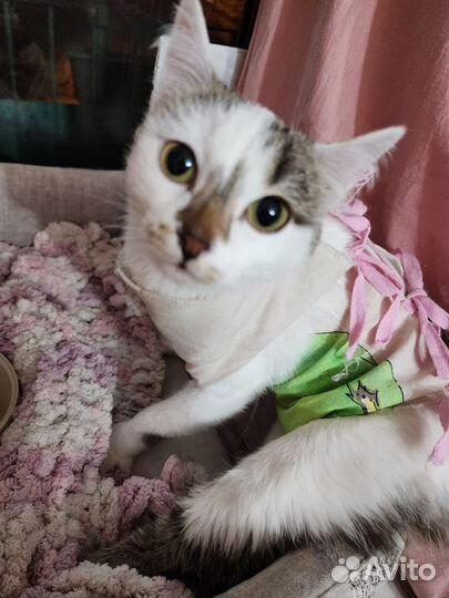 Кошечка Лиса