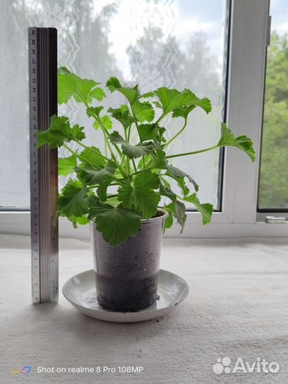 Цветы комнатные сортовые бегония и пеларгония