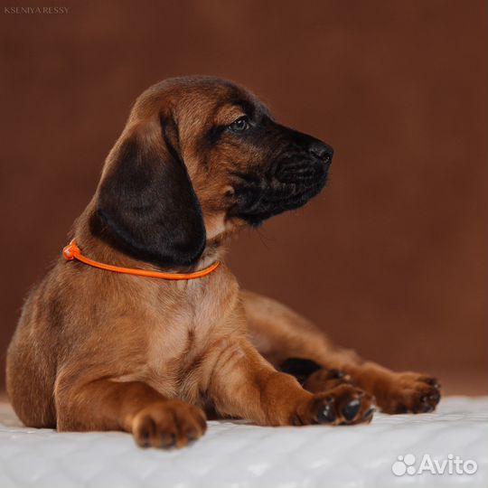 Щенки Баварской горной гончей