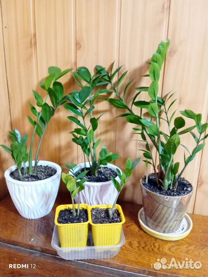 Комнатные цветы