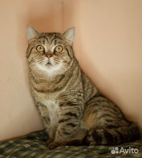 Нютта ждёт свою семью в приюте