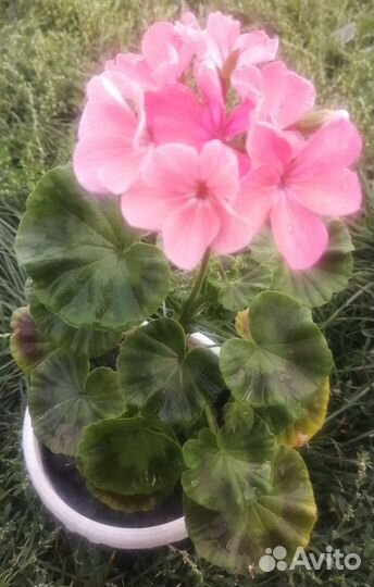 Пеларгония