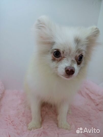 Мини девочка шпица в редком окрасе