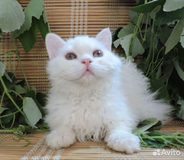 Котик селкирк рекс Шейк