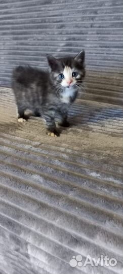 Котенок девочка в добрые руки