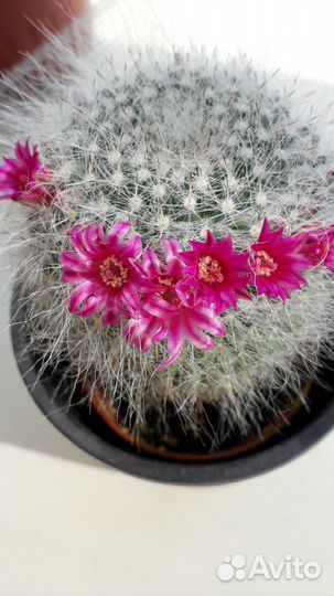 Кактус редкий