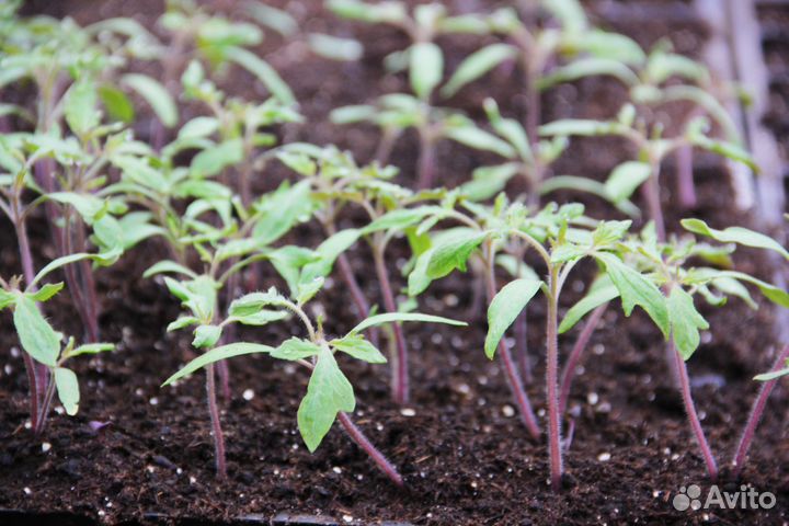 Помидоры рассада 8 сортов
