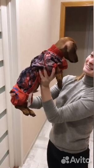 Комбенизон для таксы