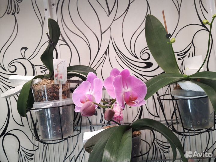 Орхидея сортовая