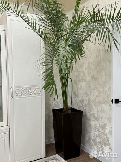 Пальма драцена