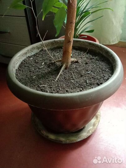Фикус бенджамина до потолка