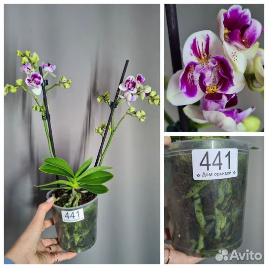 Орхидея фаленопсис бабочка, пелор, трилипс