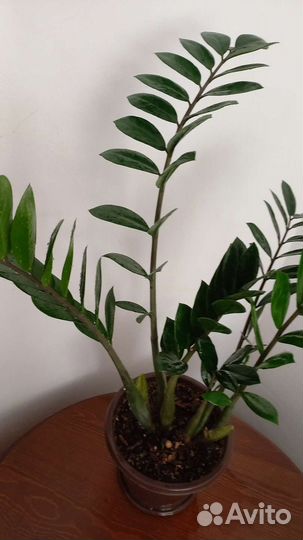 Замиокулькас