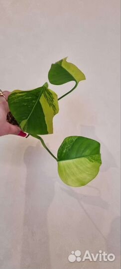 Монстера еллоу сплеш