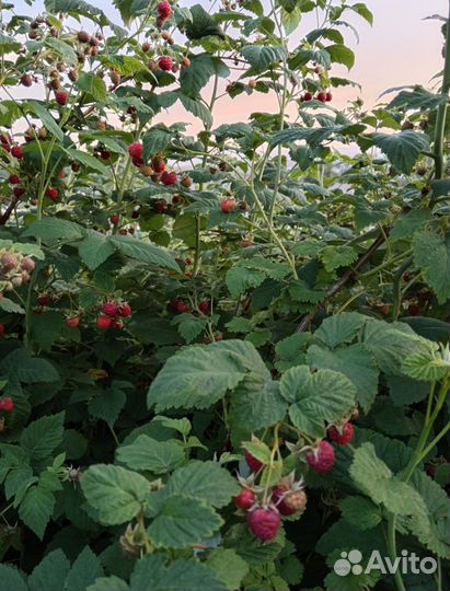 Домашнее варенье