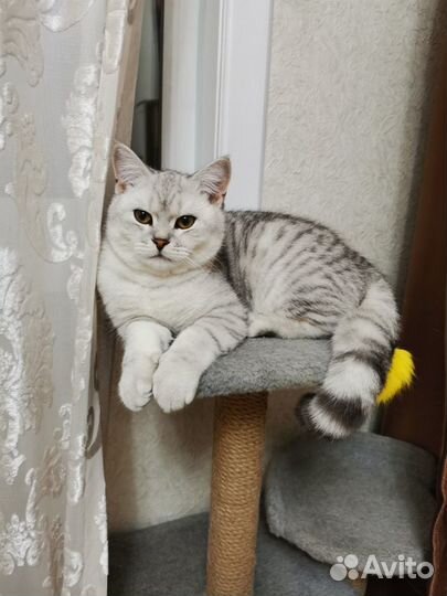 Шотландский кот вязка