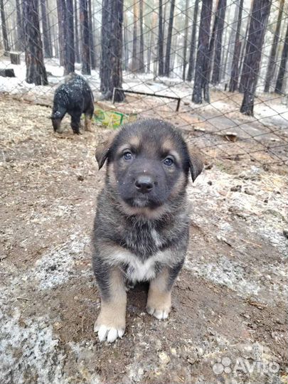 Продам щенков немецкой овчарки и кавказца