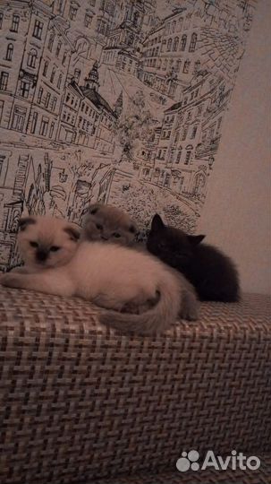 Британская вислоухая кошка