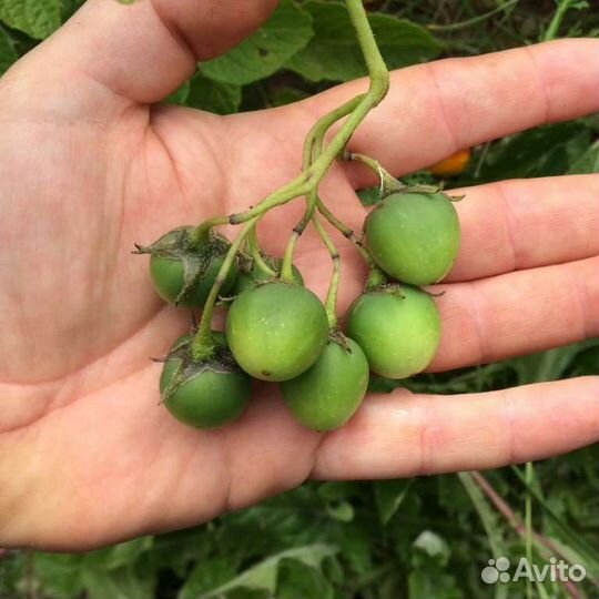 Семена картофеля