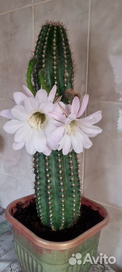 Кактус