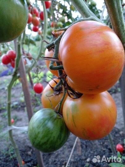 Семена томатов - биколоры и оранжевые