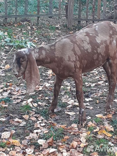 Козочки 50 камори