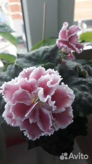 Фиалки Сортовые