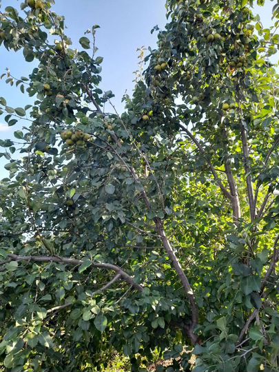 Дача 20 м² на участке 6 га