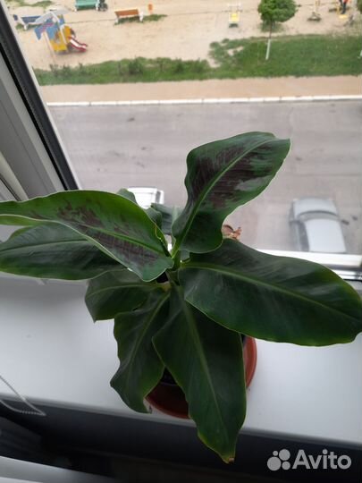 Банан Киевский карлик