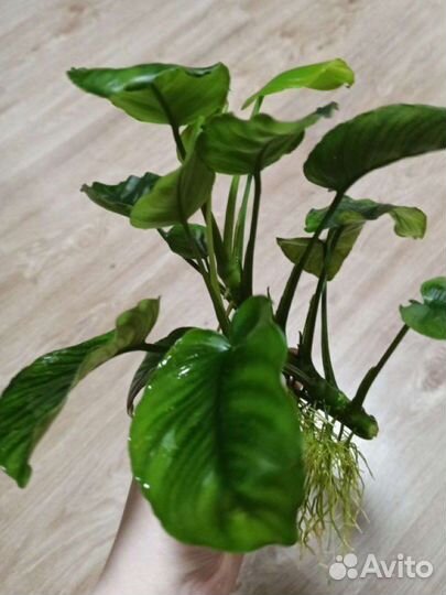 Анубиасы и коридорасы (крапчатые, панды)