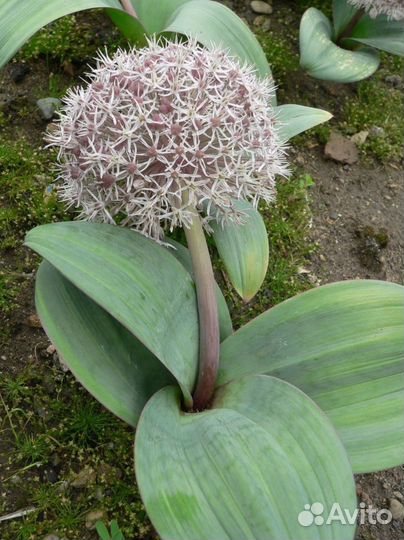 Декоративный лук аллиум