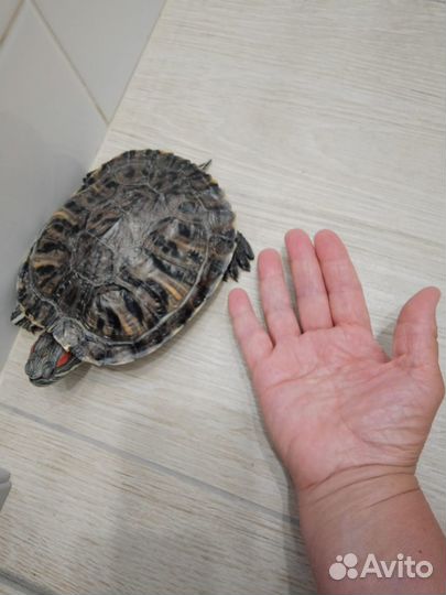 Черепаха красноухая