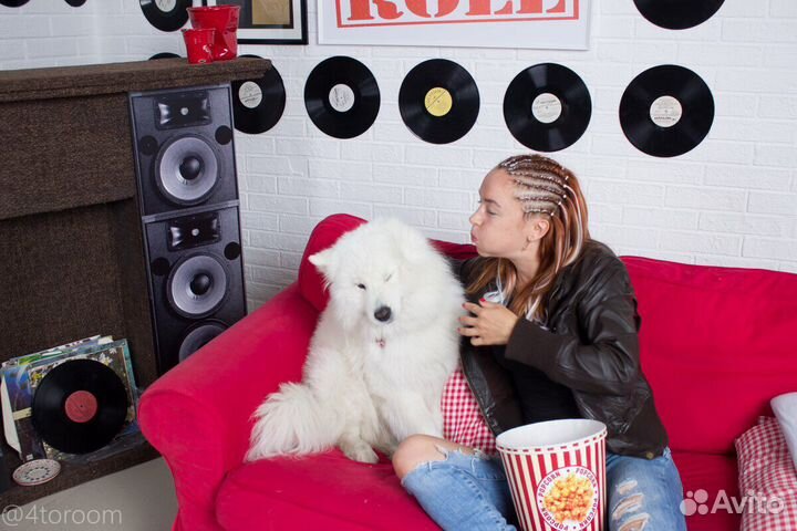 Самоеды для фотосессии/как аниматоры