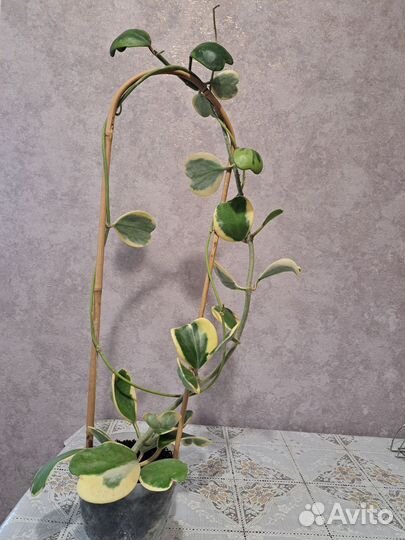 Хойя kerry вариегатная