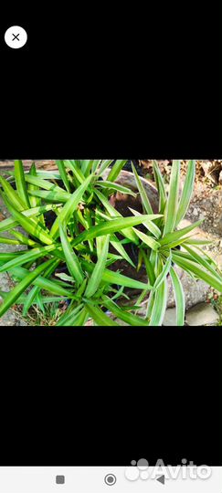 Хлорофитум