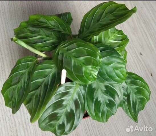 Комнатные цветы хойя, филодендрон нарроу эскейп