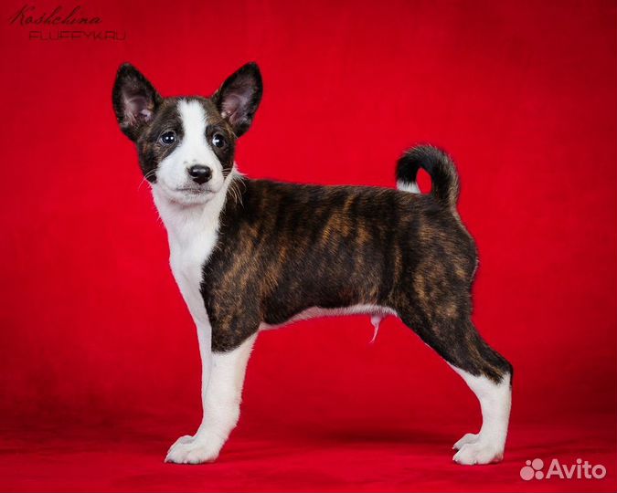 Басенджи щенки РКФ, привиты, приучены