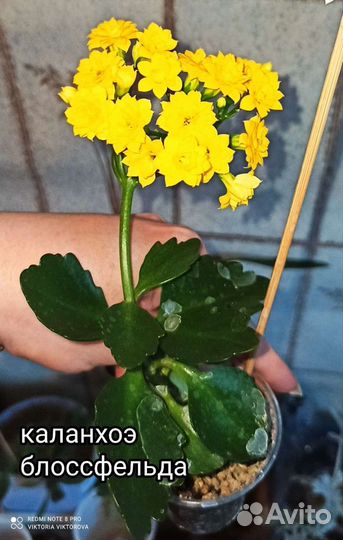 Каланхоэ Блоссфельда, Лечебное, декоративное