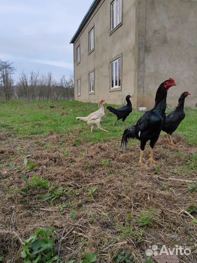 Бойцовая птица