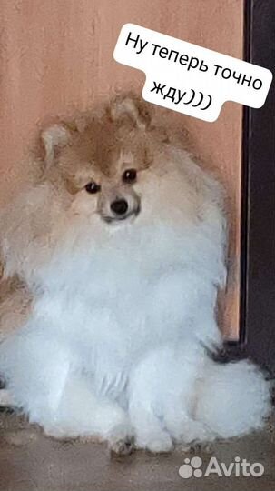 Померанский шпиц вязка кобель