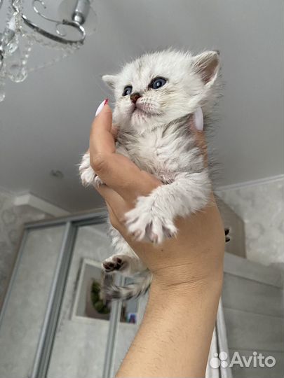 Котята британцы