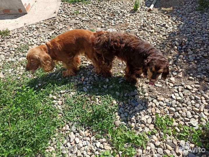 Английский кокер-спаниель