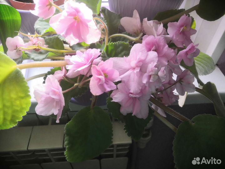 Фиалка Ян зубо