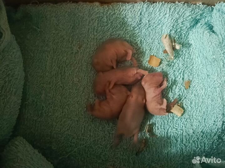 Джунгарские хомячки