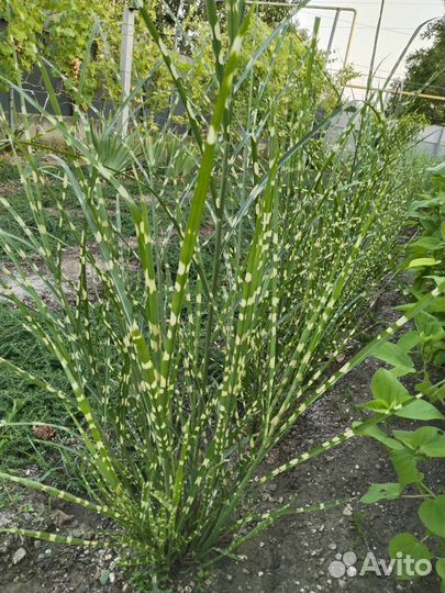 Мискантус зебринус